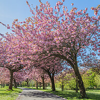 Buy canvas prints of Cherry blossom on an avenue of trees by Jason Wells