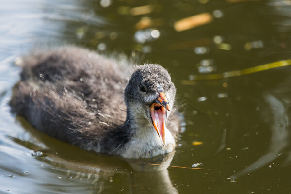 Coot chick with its mouth open Picture Board by Jason Wells