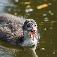 Buy canvas prints of Coot chick with its mouth open by Jason Wells