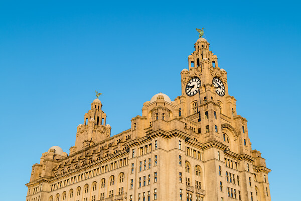 Royal Liver Building in golden light Picture Board by Jason Wells