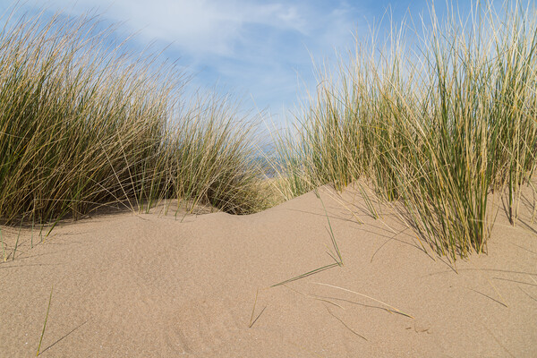 Marram grass on a sand dune Picture Board by Jason Wells