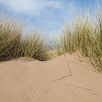 Buy canvas prints of Marram grass on a sand dune by Jason Wells