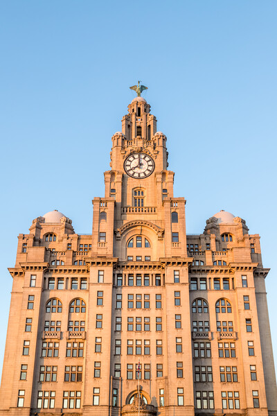 Looking up at the Royal Liver Building Picture Board by Jason Wells