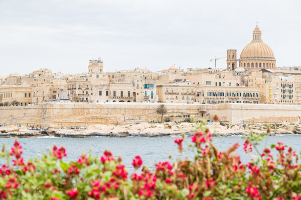 Pretty flowers in front of the Valletta skyline Picture Board by Jason Wells