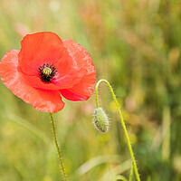 Buy canvas prints of Poppy flower next to buds by Jason Wells