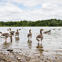 Buy canvas prints of Greylag Geese wading by Jason Wells