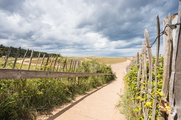 Path to Holkham beach Picture Board by Jason Wells