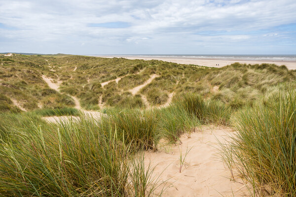 Trails over the dunes by  Ainsdale beach Picture Board by Jason Wells