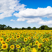 Buy canvas prints of Sunflower field panorama by Jason Wells