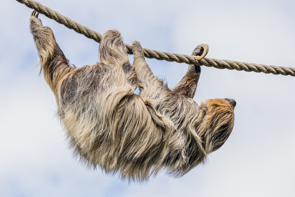 Two-toed sloth moving down a rope Picture Board by Jason Wells
