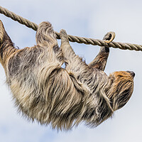 Buy canvas prints of Two-toed sloth moving down a rope by Jason Wells