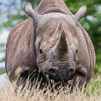 Buy canvas prints of Face on with a Black rhinoceros by Jason Wells