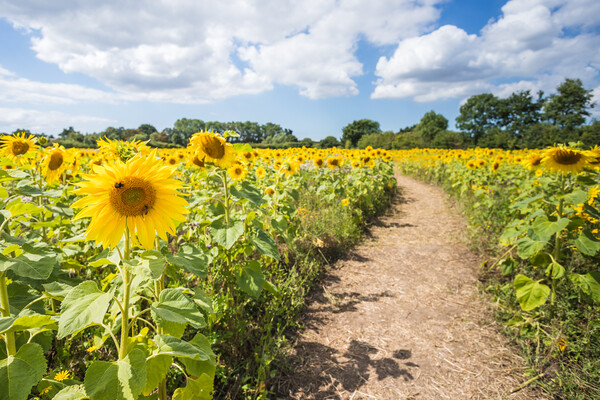 Pathway through a sunflower field Picture Board by Jason Wells