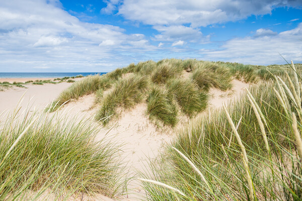 Holkham beach sand dunes Picture Board by Jason Wells