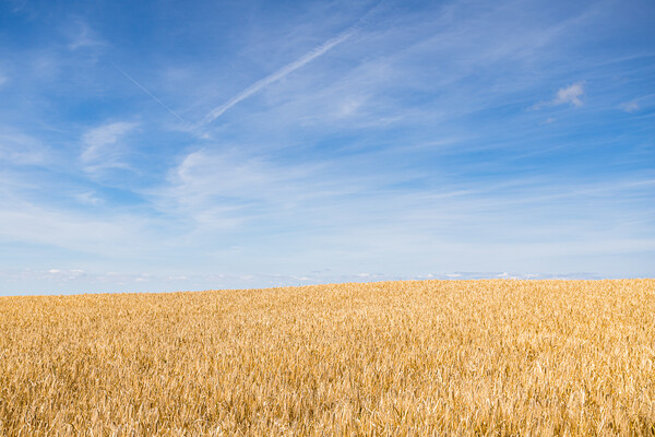 Wheat field under a blue sky Picture Board by Jason Wells