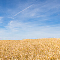 Buy canvas prints of Wheat field under a blue sky by Jason Wells