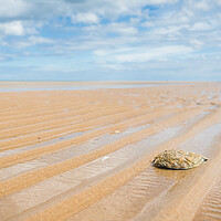 Buy canvas prints of Oyster shell on Holkham beach by Jason Wells