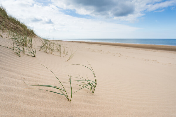 Marram grass poking through Formby beach Picture Board by Jason Wells