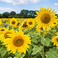 Buy canvas prints of Sunflowers up close by Jason Wells