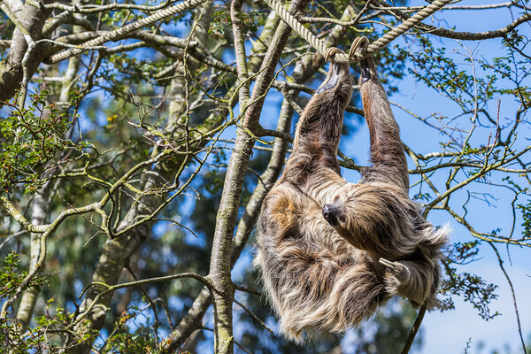 Two-toed sloth itching Picture Board by Jason Wells