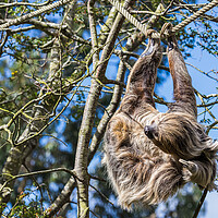 Buy canvas prints of Two-toed sloth itching by Jason Wells
