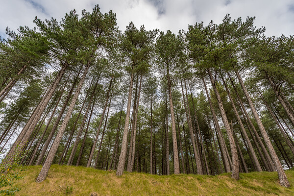 Looking up at pine trees at Formby Woods Picture Board by Jason Wells