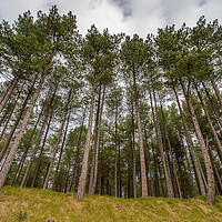 Buy canvas prints of Looking up at pine trees at Formby Woods by Jason Wells
