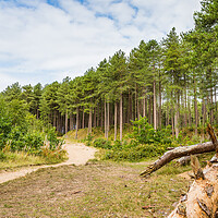 Buy canvas prints of Winding pathway through Formby woods by Jason Wells