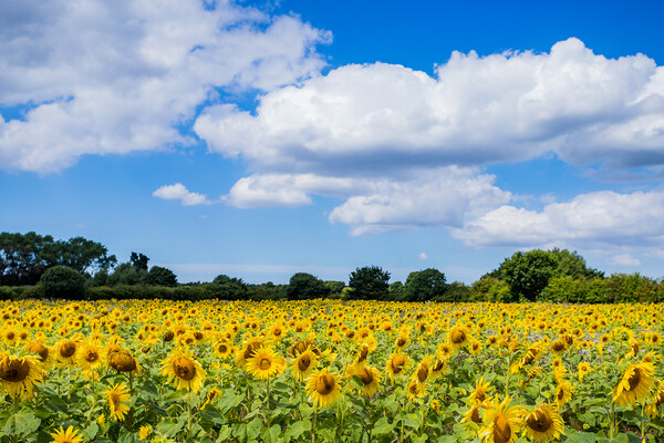 Sunflowers under a blue sky Picture Board by Jason Wells