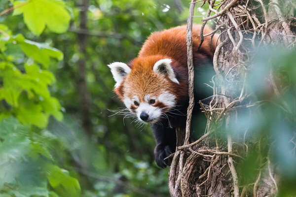 Red panda peeking behind a tree Picture Board by Jason Wells