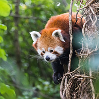 Buy canvas prints of Red panda peeking behind a tree by Jason Wells