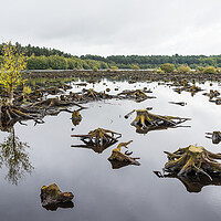 Buy canvas prints of Reflections of Blakemere Moss by Jason Wells