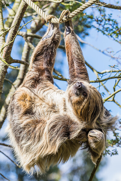 Two-toed sloth scratching Picture Board by Jason Wells