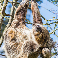 Buy canvas prints of Two-toed sloth scratching by Jason Wells