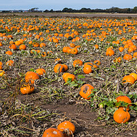 Buy canvas prints of Pumpkin patch panorama by Jason Wells