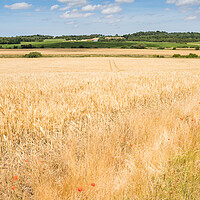Buy canvas prints of Wheat field before havest time by Jason Wells
