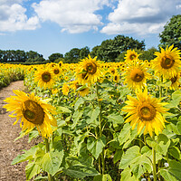 Buy canvas prints of Path through a sunflower field by Jason Wells