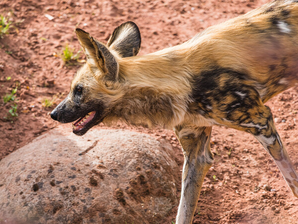Painted dog on the prowl Picture Board by Jason Wells