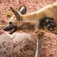 Buy canvas prints of Painted dog on the prowl by Jason Wells