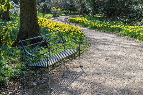 Bench next to daffodils Picture Board by Jason Wells