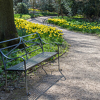 Buy canvas prints of Bench next to daffodils by Jason Wells
