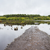 Buy canvas prints of Path at Blakemere Moss by Jason Wells