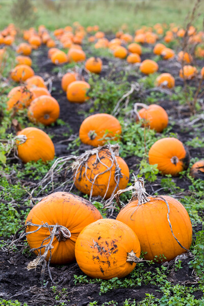 Portrait crop of a pumpkin field Picture Board by Jason Wells