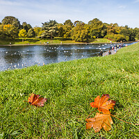 Buy canvas prints of Autumnal colours at Sefton Park by Jason Wells