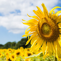 Buy canvas prints of Sunflowers facing the sunshine by Jason Wells