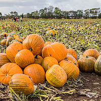 Buy canvas prints of Pile of pumpkins by Jason Wells