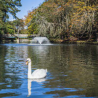 Buy canvas prints of Mute swan on a lake by Jason Wells