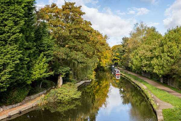 Looking up the Leeds Liverpool canal in autumn Picture Board by Jason Wells
