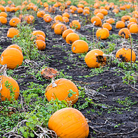 Buy canvas prints of Row upon row of pumpkins by Jason Wells