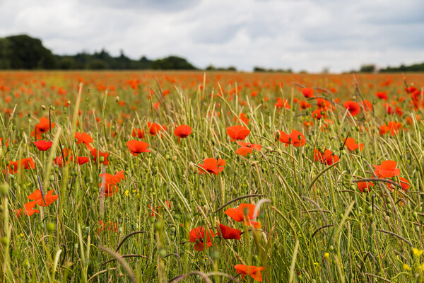 Poppy meadow in summer Picture Board by Jason Wells